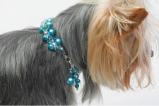 Pet Jewelry