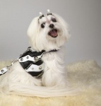 Zebra Graphics Vest<br />Vest and leash sold separately