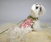Sweet Pea Luxe Leash<br />Coat and leash sold separately