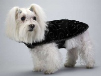 Starry Night Coat