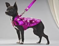Spinel Coat<br />Coat and leash sold separately