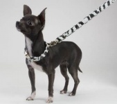 Zebra Leash<br />Collar and leash sold separately