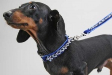 Hanukkah 2006 Collar<br />Collar and leash sold separately