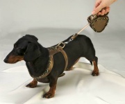 Bronze Harness<br />Harness and leash sold separately