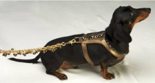 Bronze Harness<br />Harness and leash sold separately