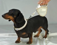 Ivory Collar<br />Collar and leash sold separately
