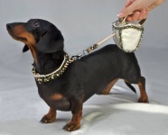 Rock<br />Flexi Elegance Retractable Leash<br />Collar and leash sold separately