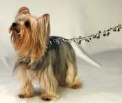 Slate Urban Leash