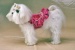 Raspberry Ruffle Coat