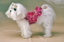 Raspberry Ruffle Coat