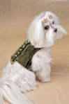 Olive Posh Harness