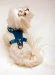 Turquoise Renaissance Harness<br />