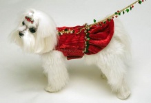 Happy Holly Leash<br />Harness and Leash sold separately