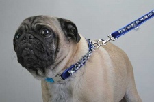 Hanukkah 2006 Leash<br />Collar and leash sold separately