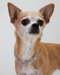 Champagne Crystal Cascade Necklace<br />