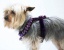 Plum Renaissance Harness