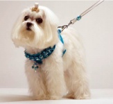 Turquoise Renaissance Harness
