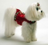 Happy Holly Flounce