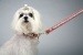 Pink Princess Luxe Leash