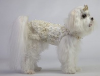 Crystal Cream Lace Gown